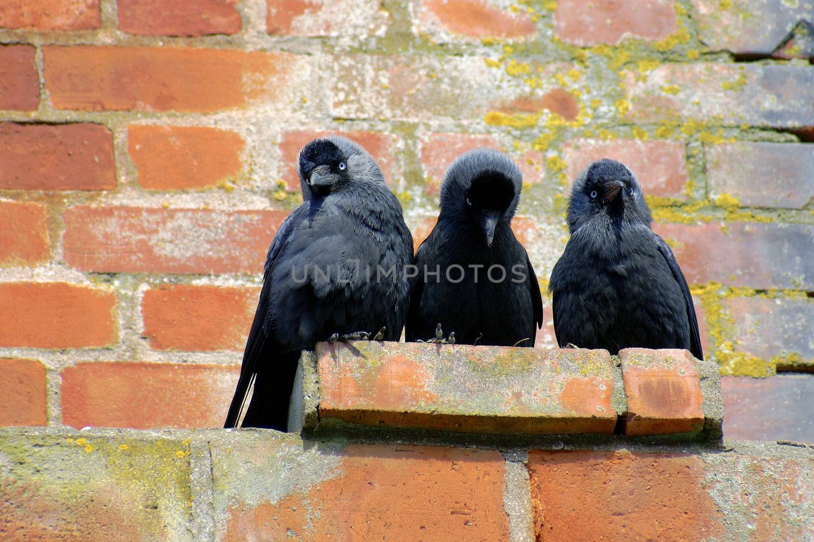 3 jackdaws