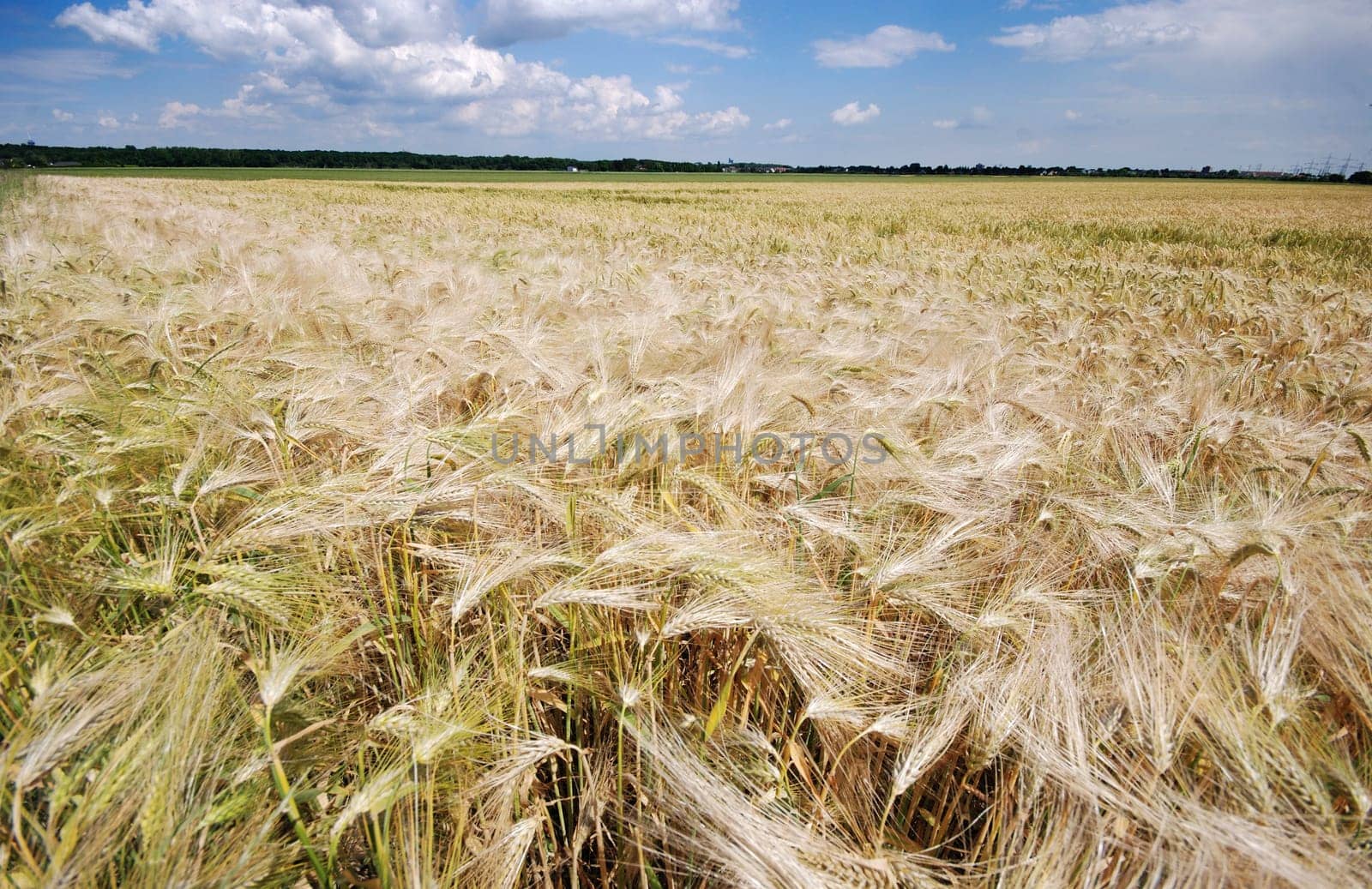 Barley Field