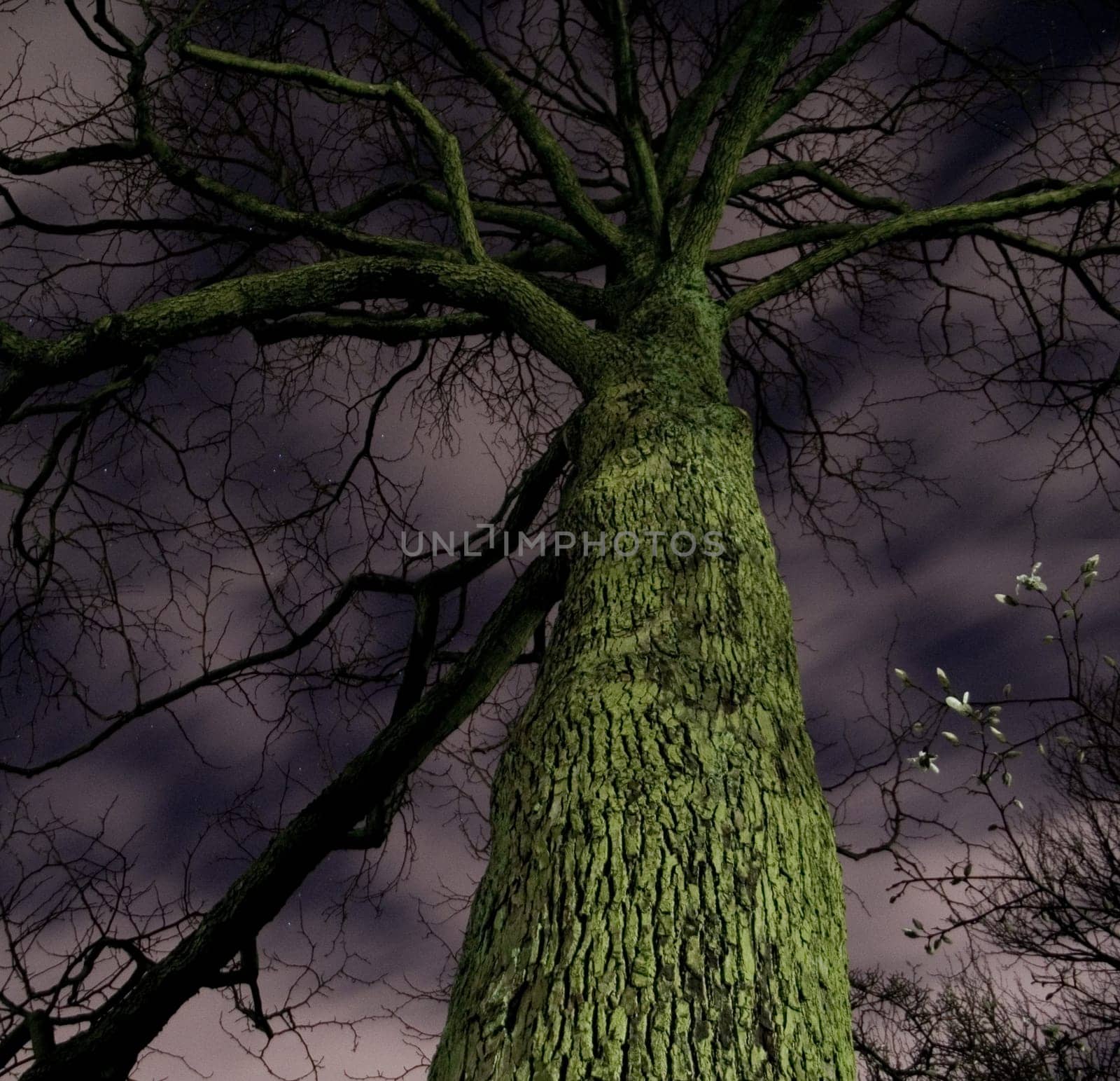 Spooky Tree