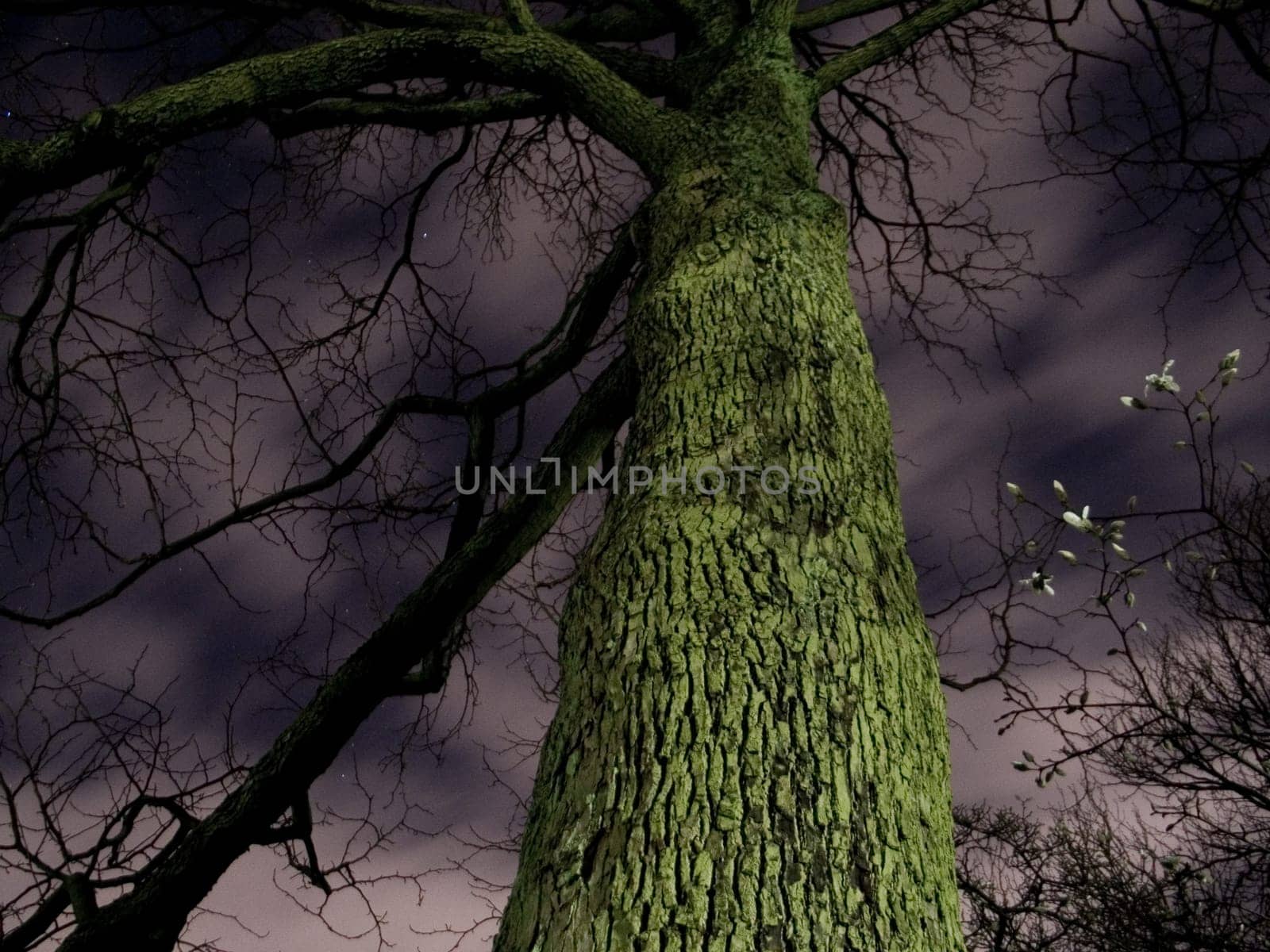 Spooky Tree