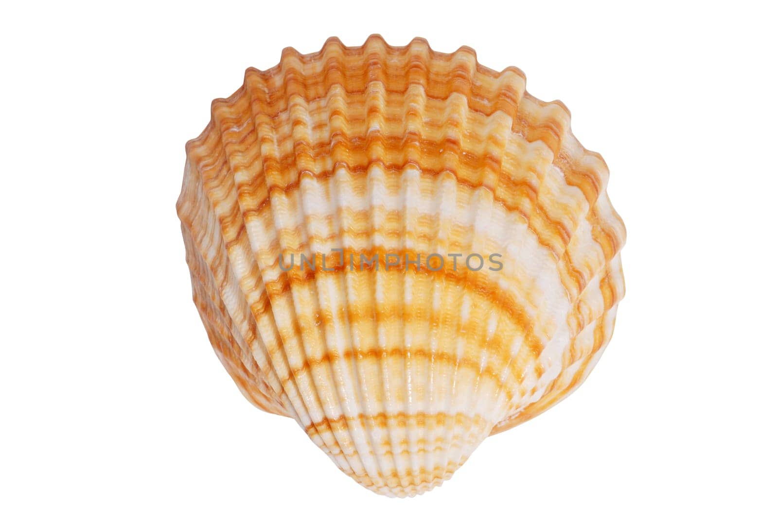 Shell