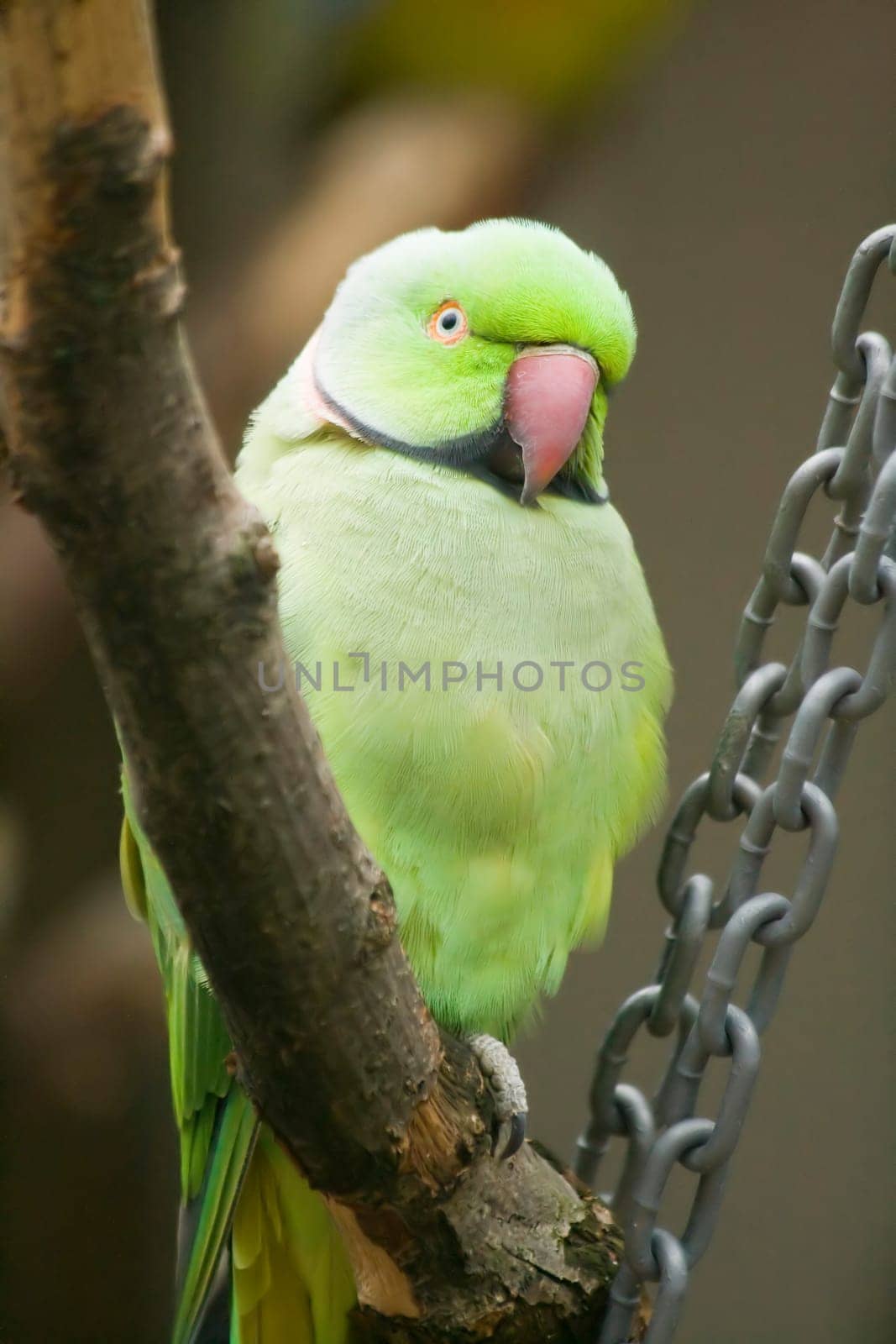 Rose-ringed parakeet