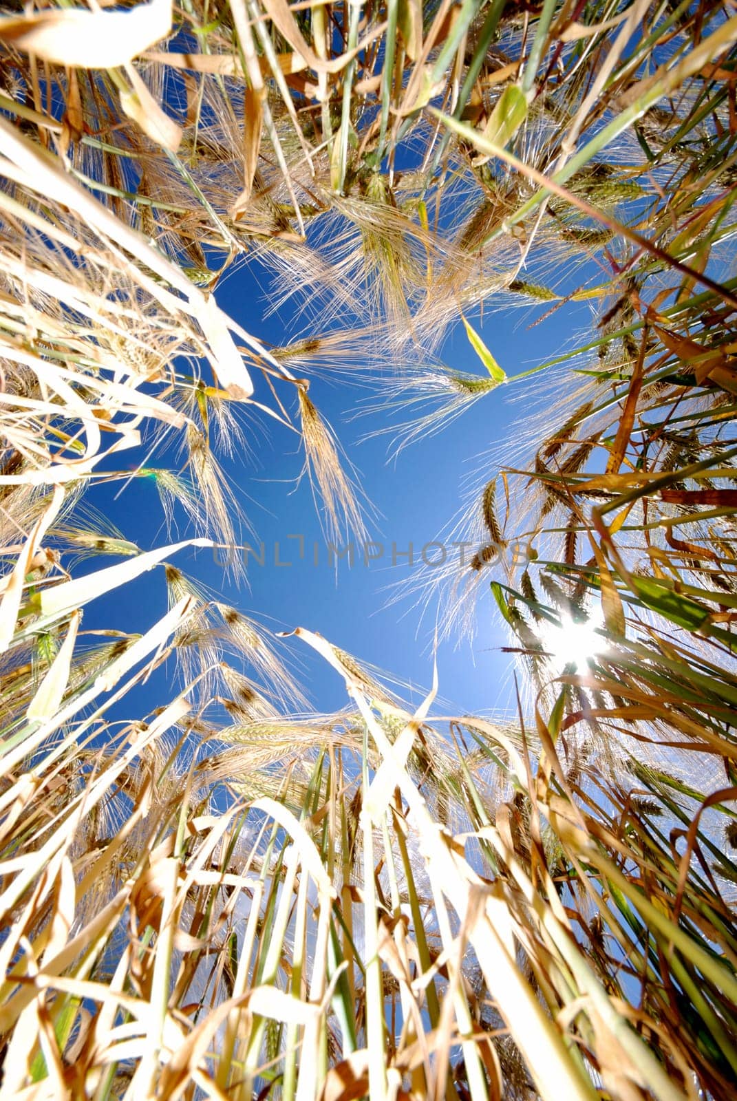 Barley Field