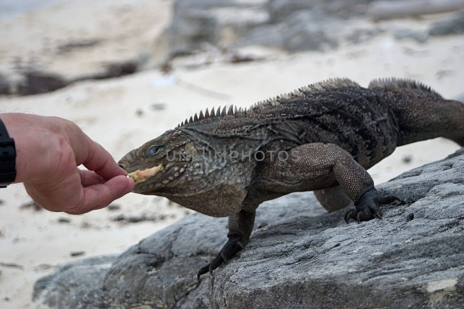 Iguana feeding