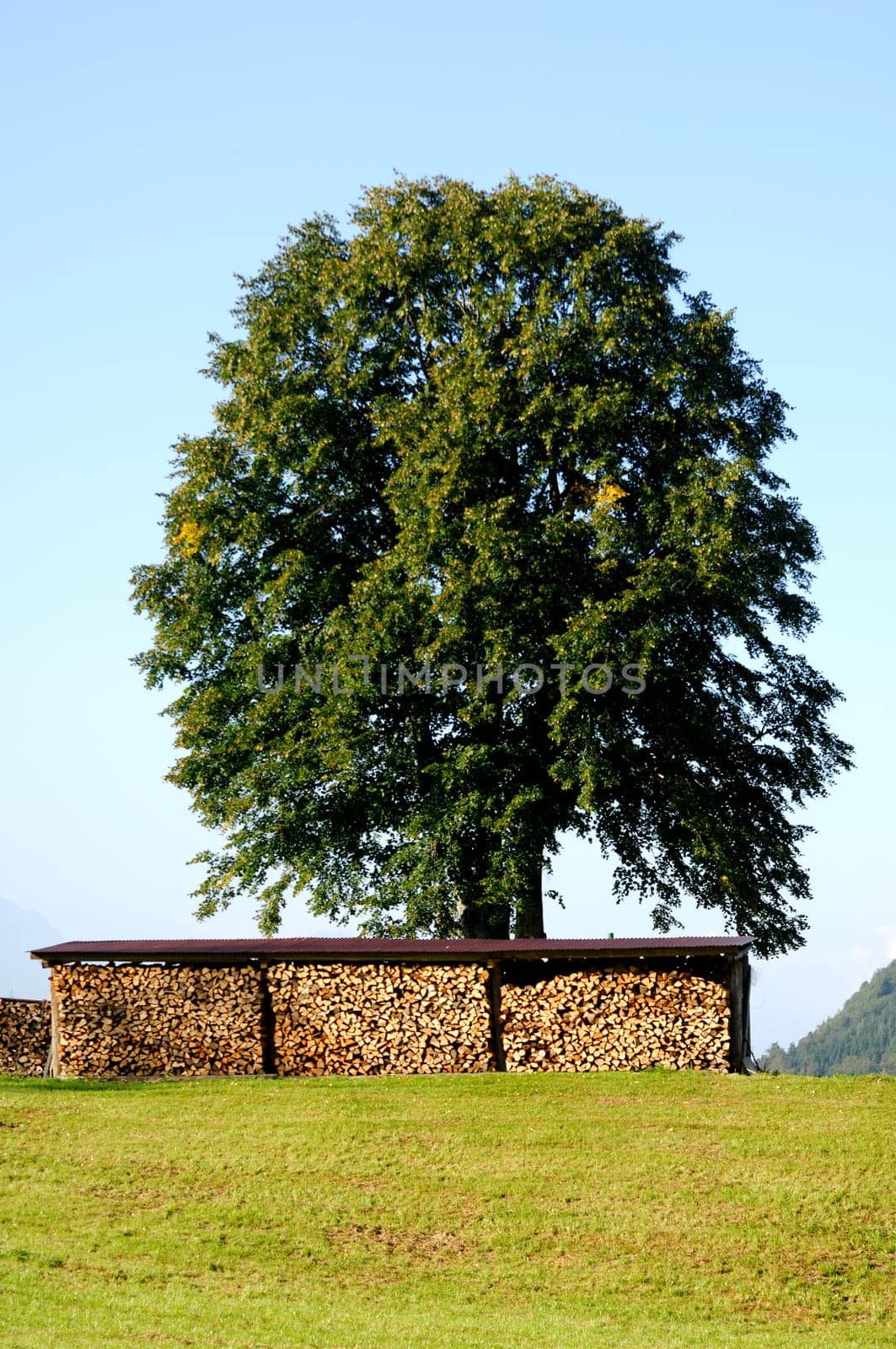 Single tree and stacked firewood