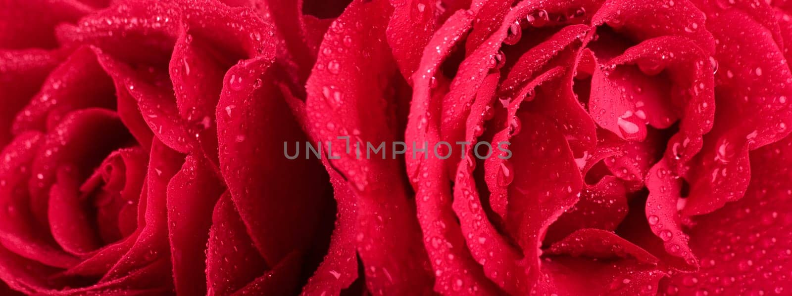 Roses in panorama format