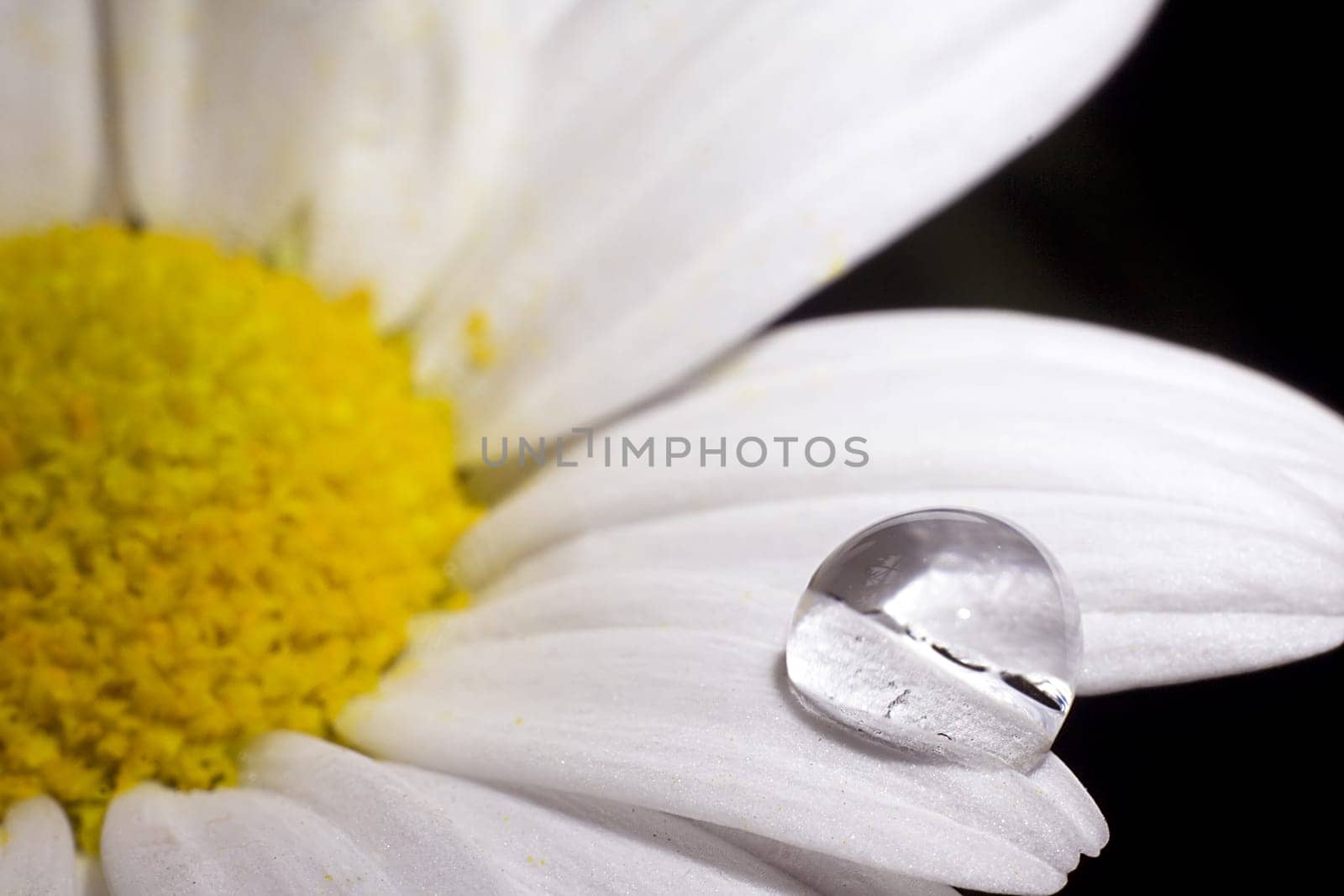Daisy flower isolated on black backgroun