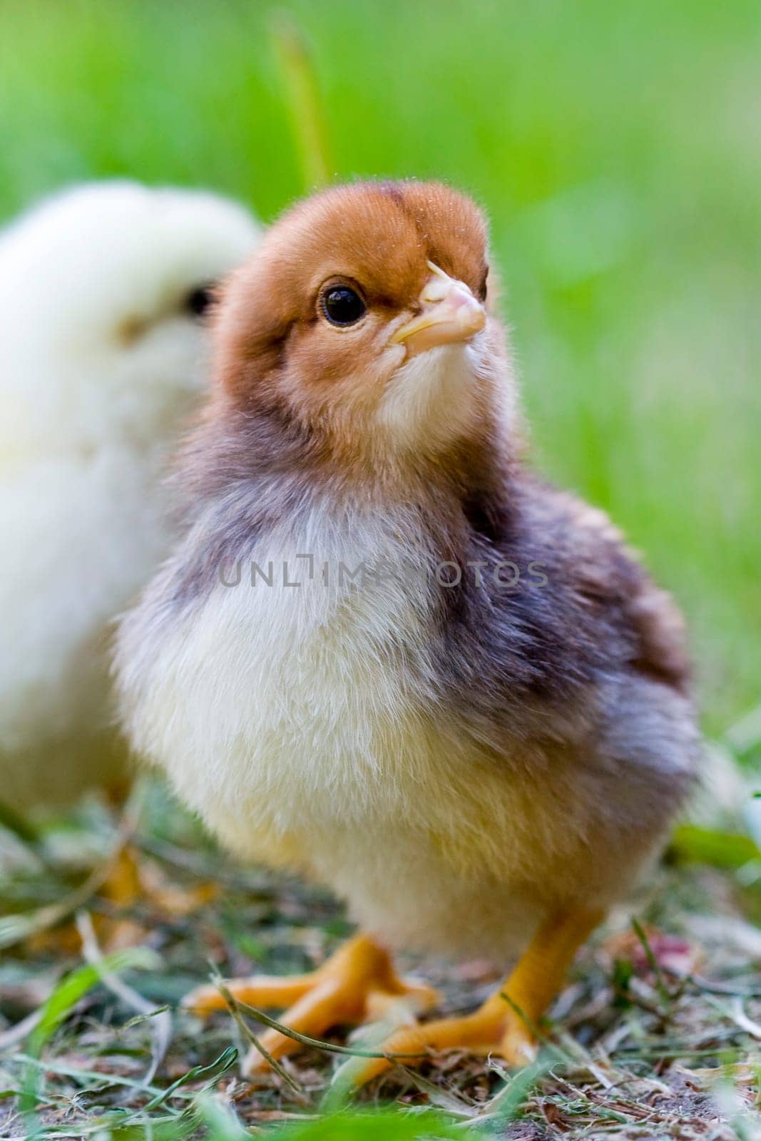 Chicken