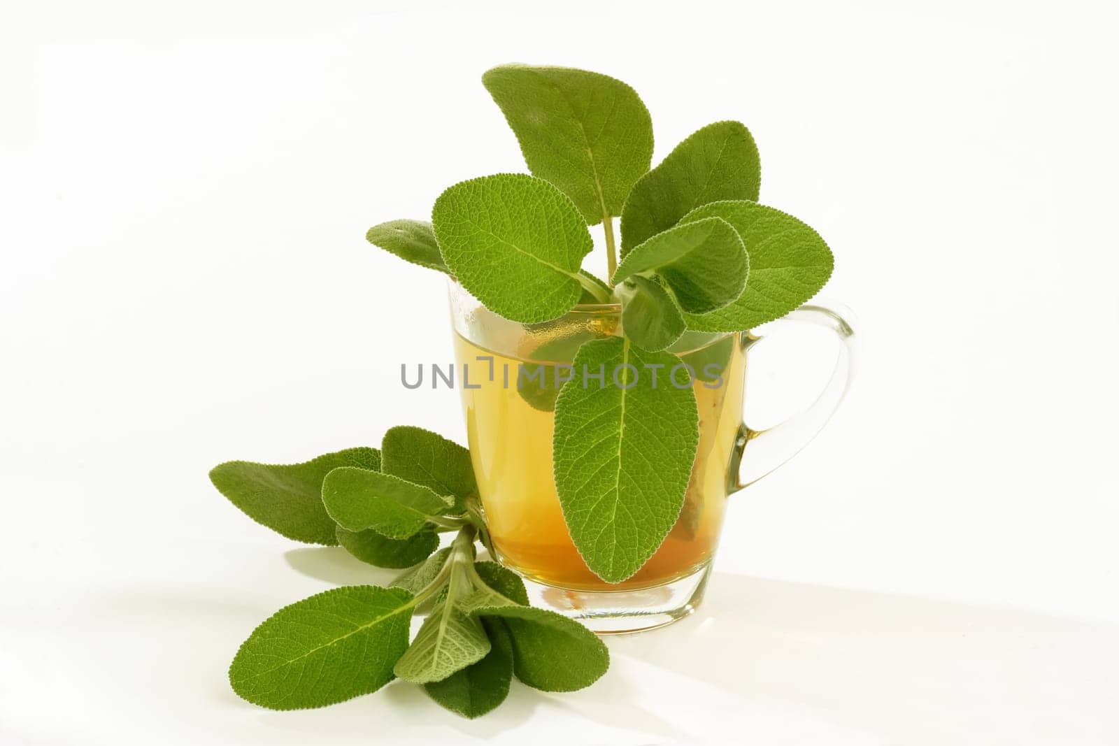 Fresh Sage Tea