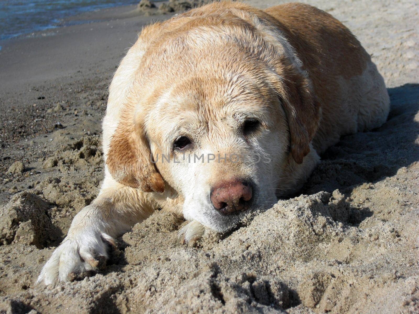 Dog on the beach