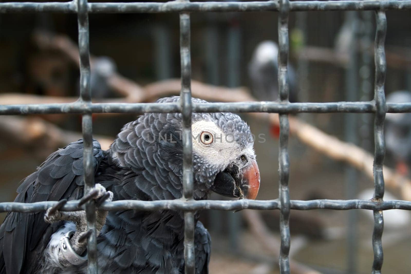 Grey Parrot