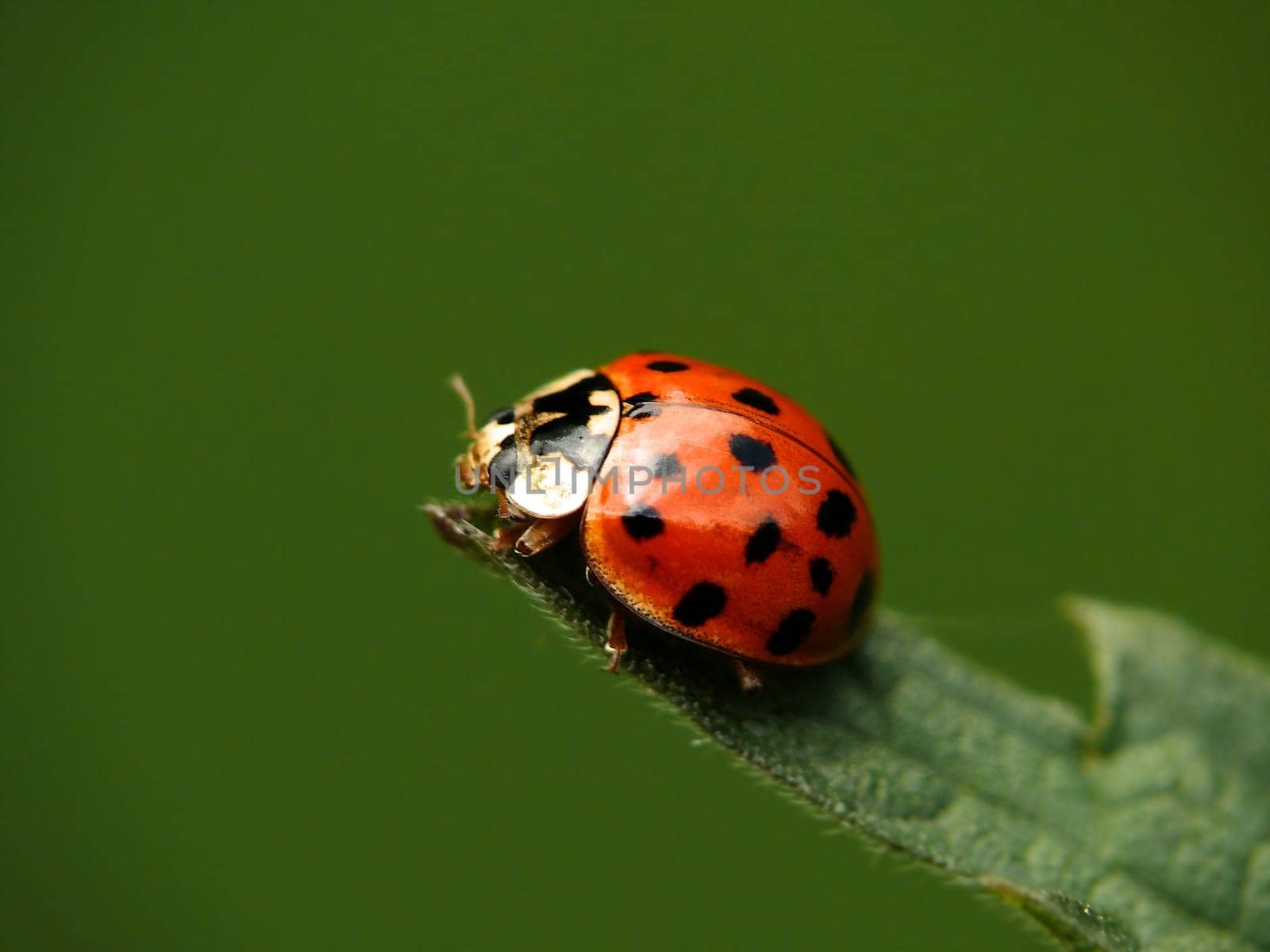 Ladybird