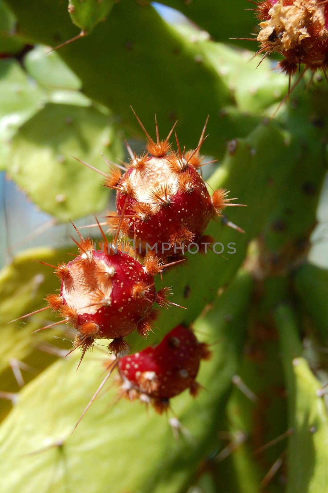 Prickly pears