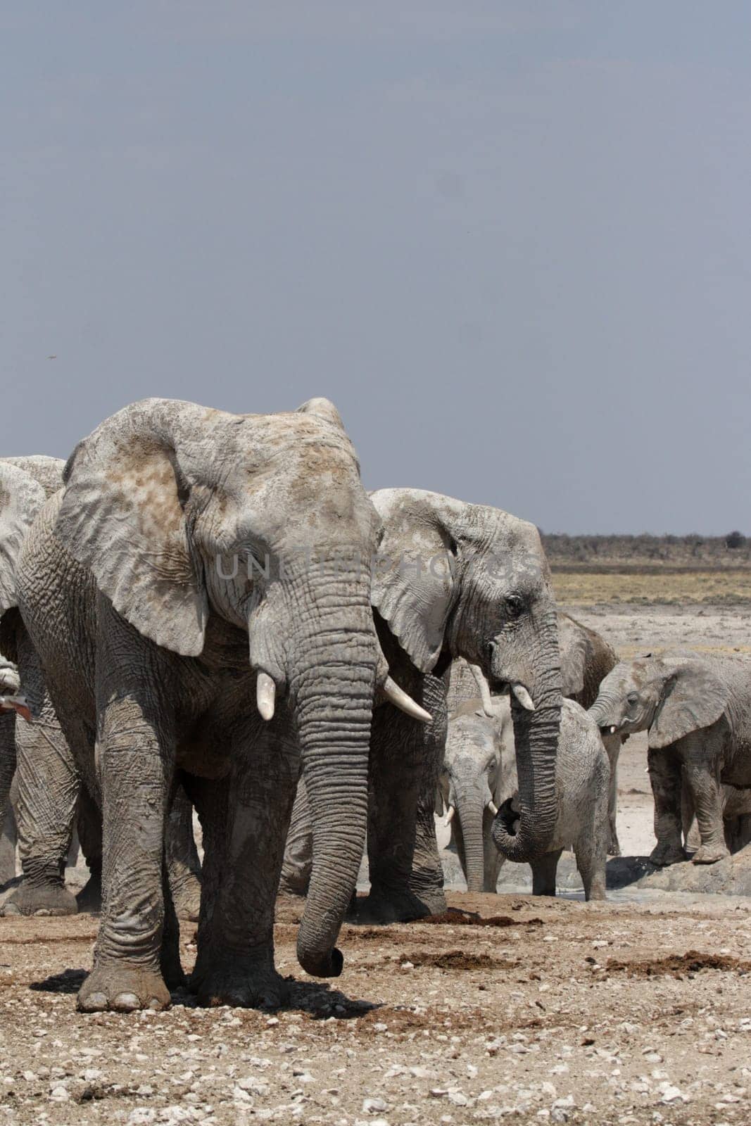 Elephants in Etosha National Park,Namibia