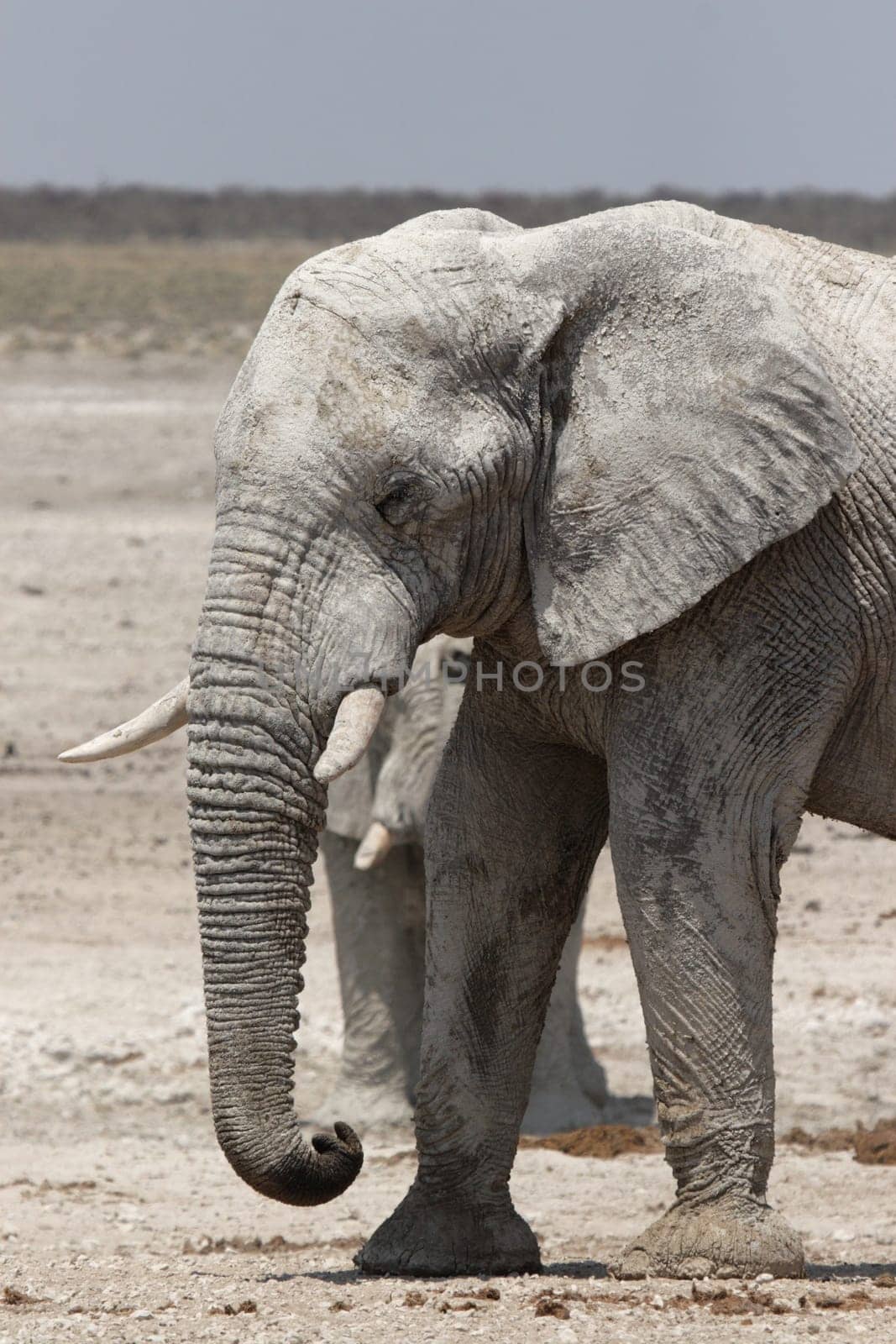 Elephant in Etosha National Park,Namibia