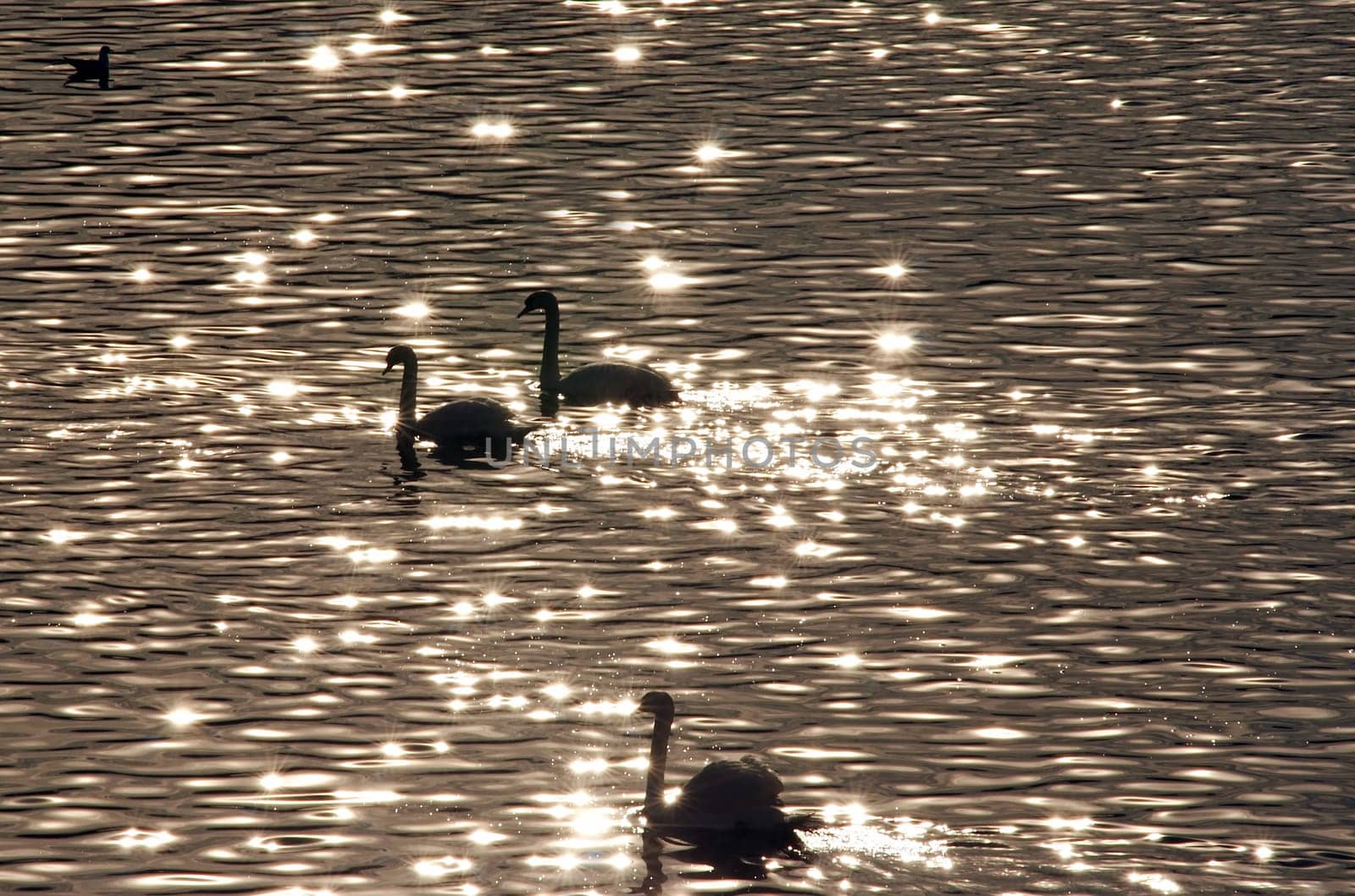 swan lake - backlight