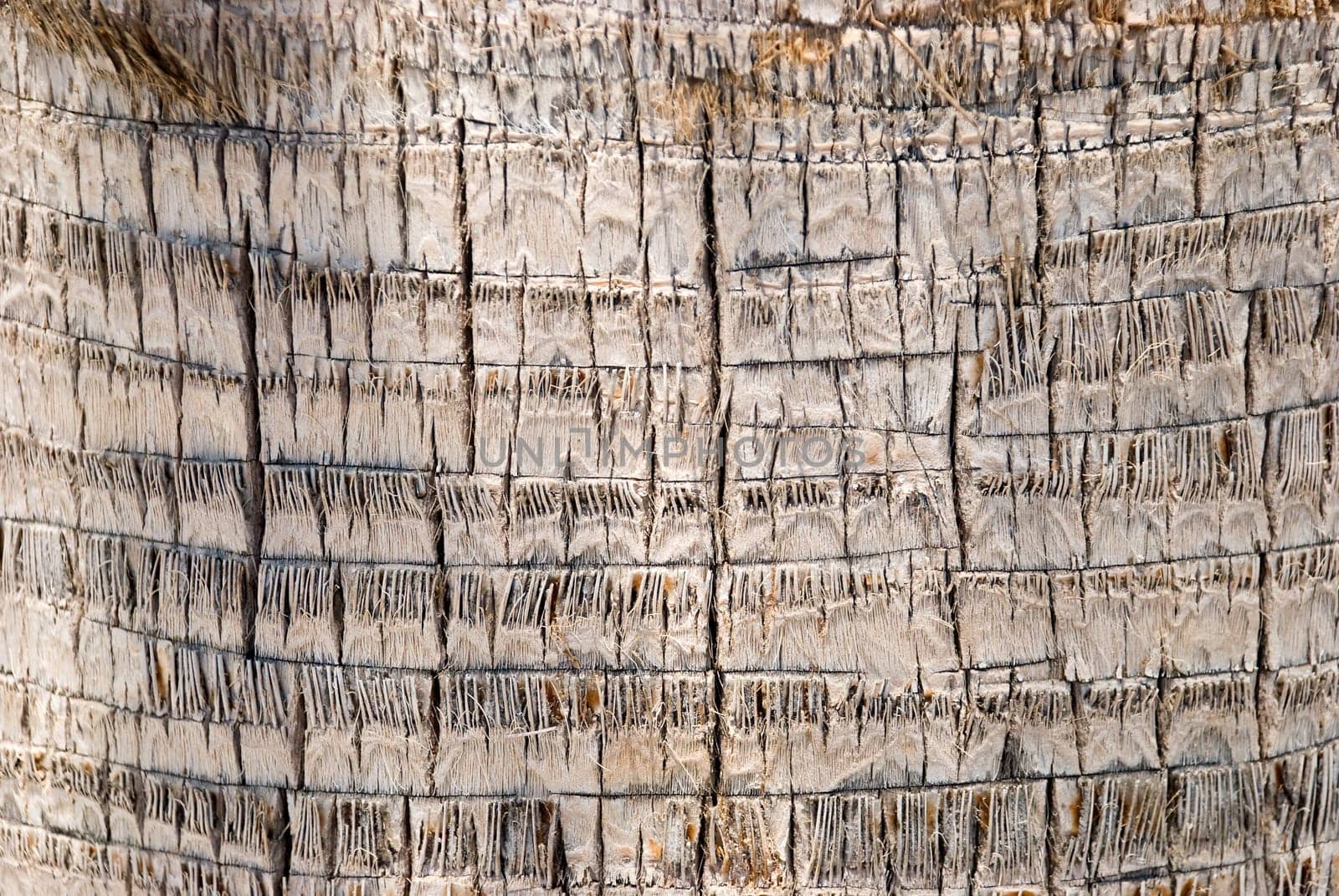 Bark from Palm Tree Background