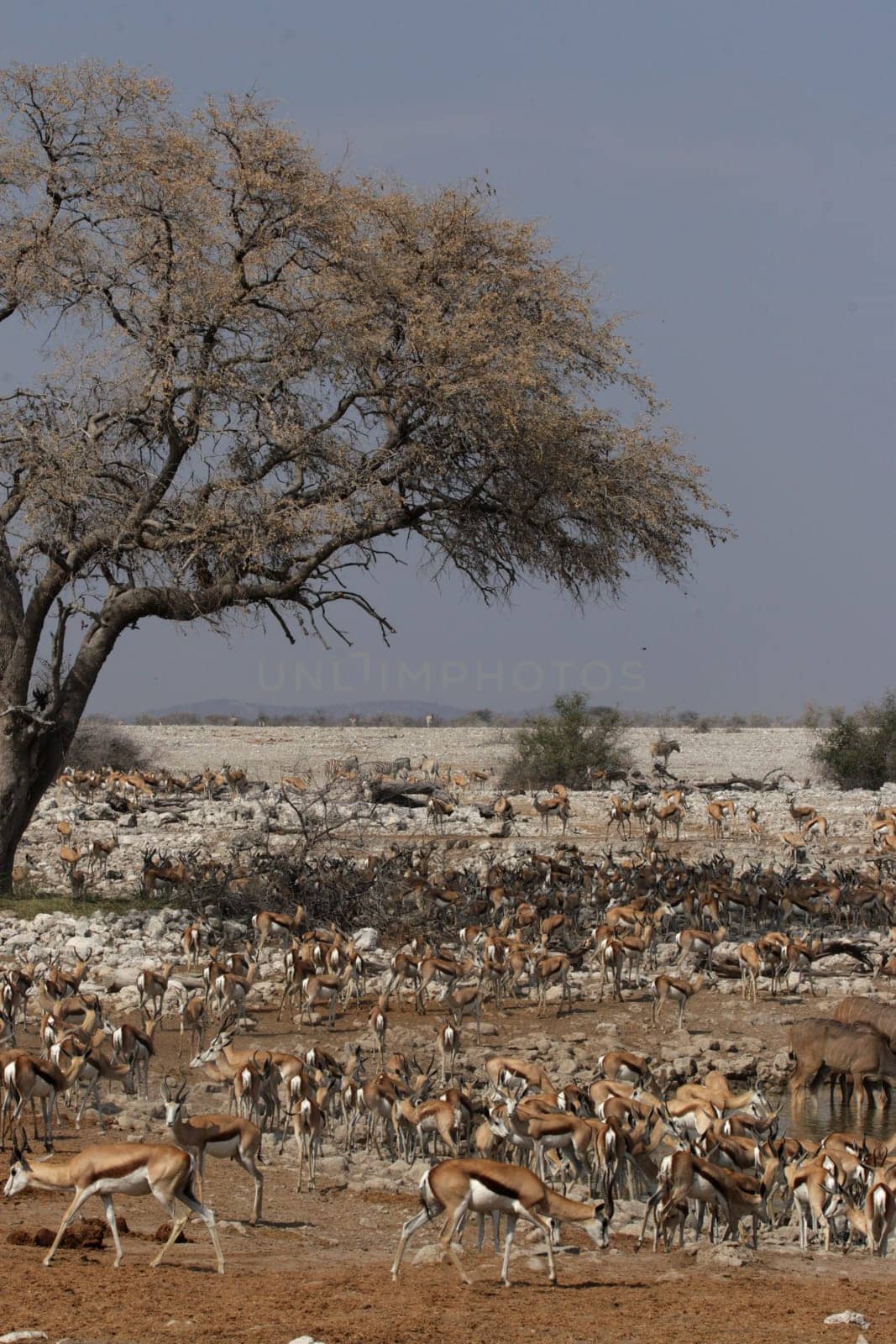 Wildlife at the waterhole in Etosha