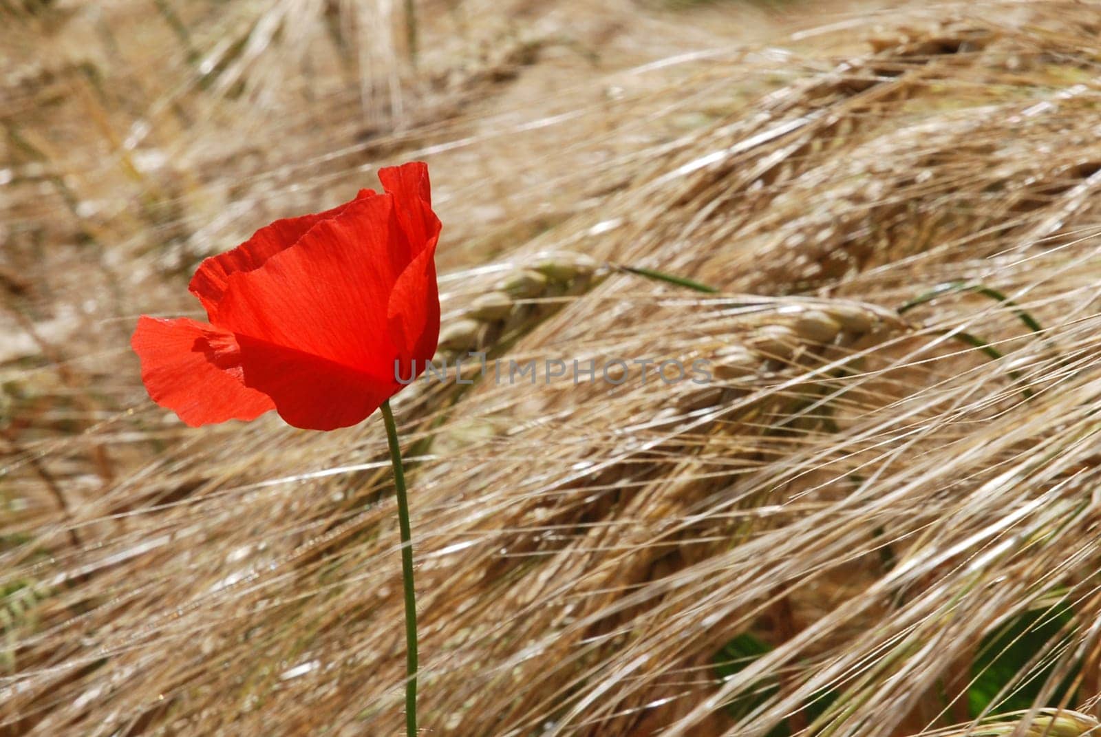 Poppy in wheat field
