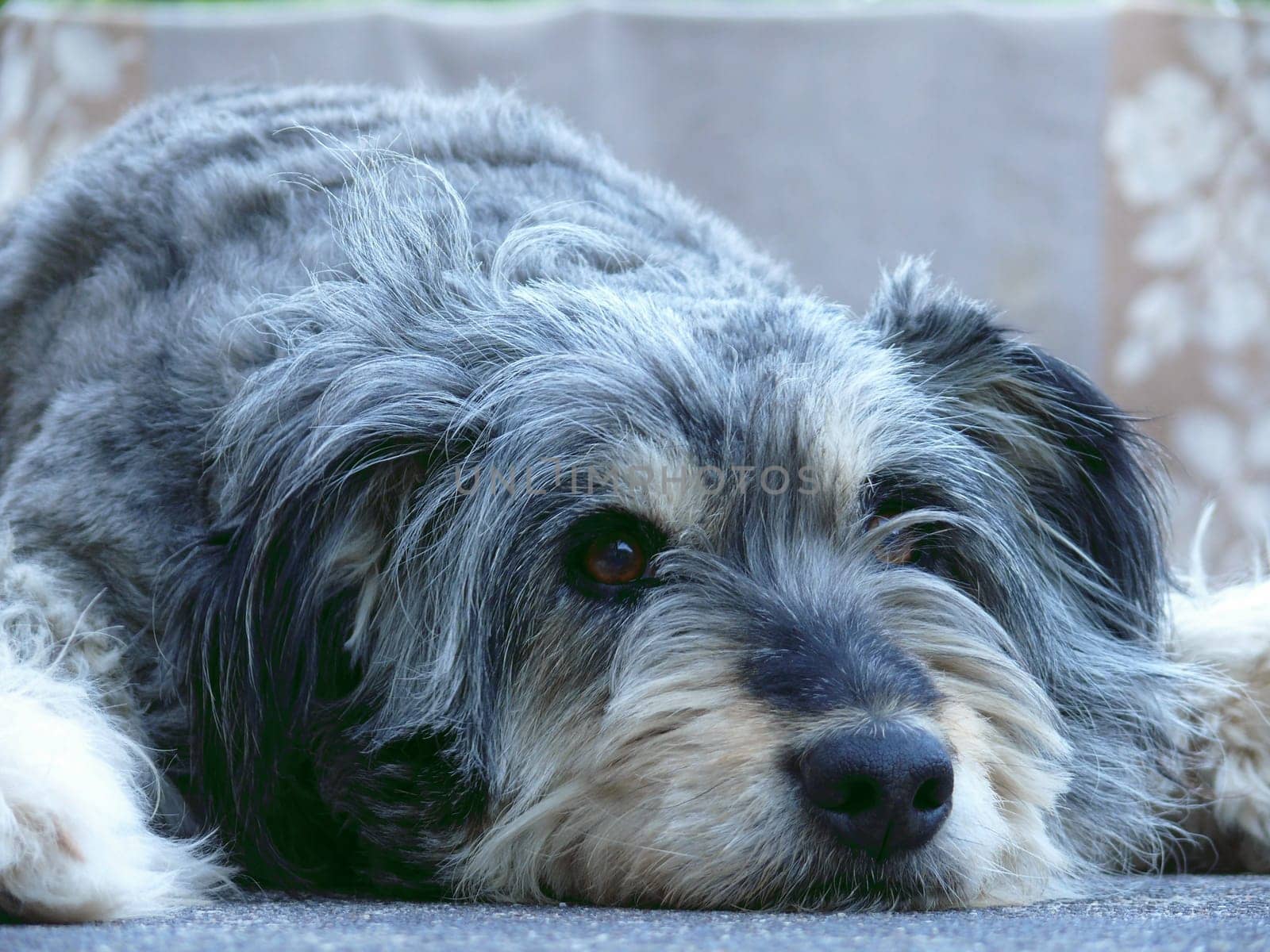 Tired dog