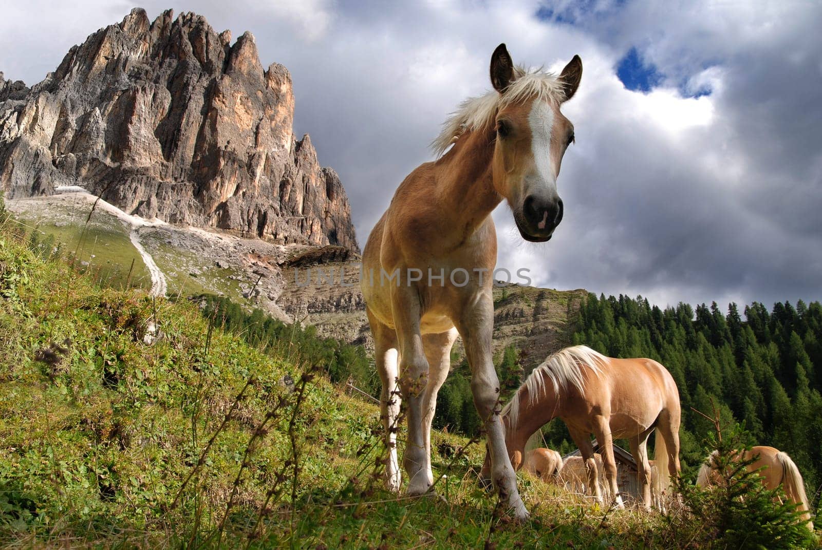 Haflinger foal