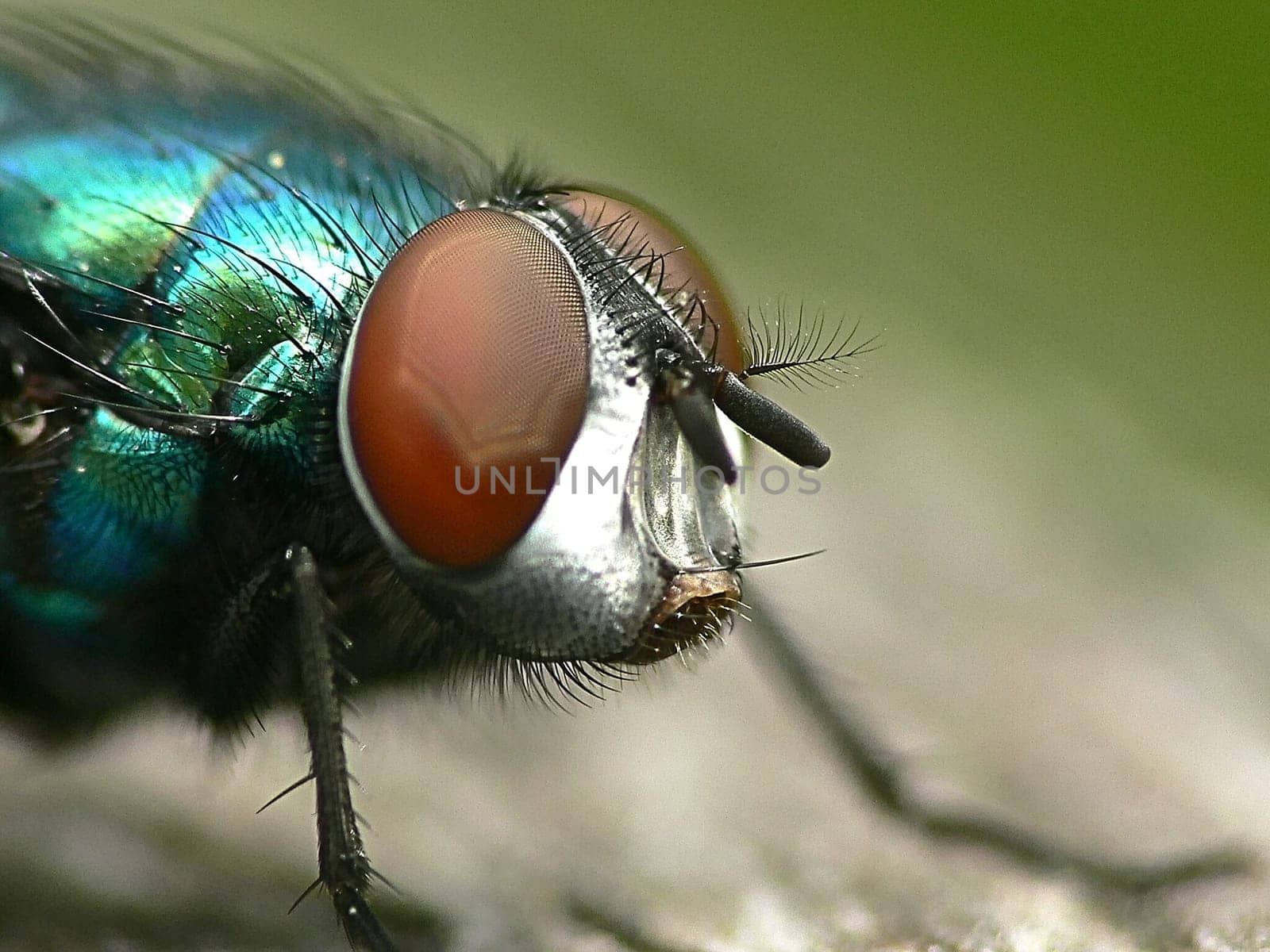 Fly