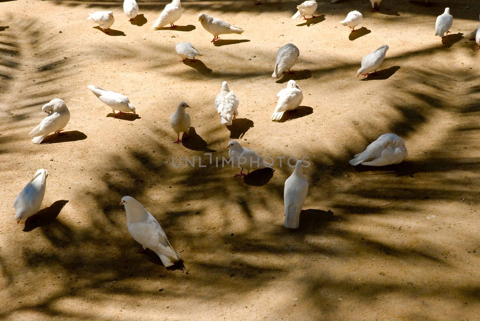 White doves in the park