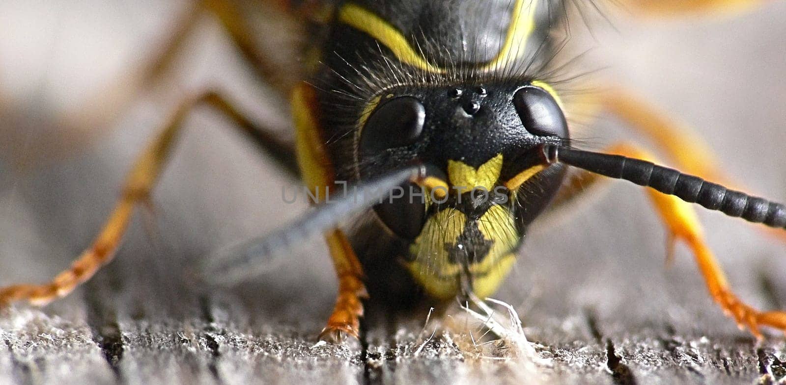 Wasp