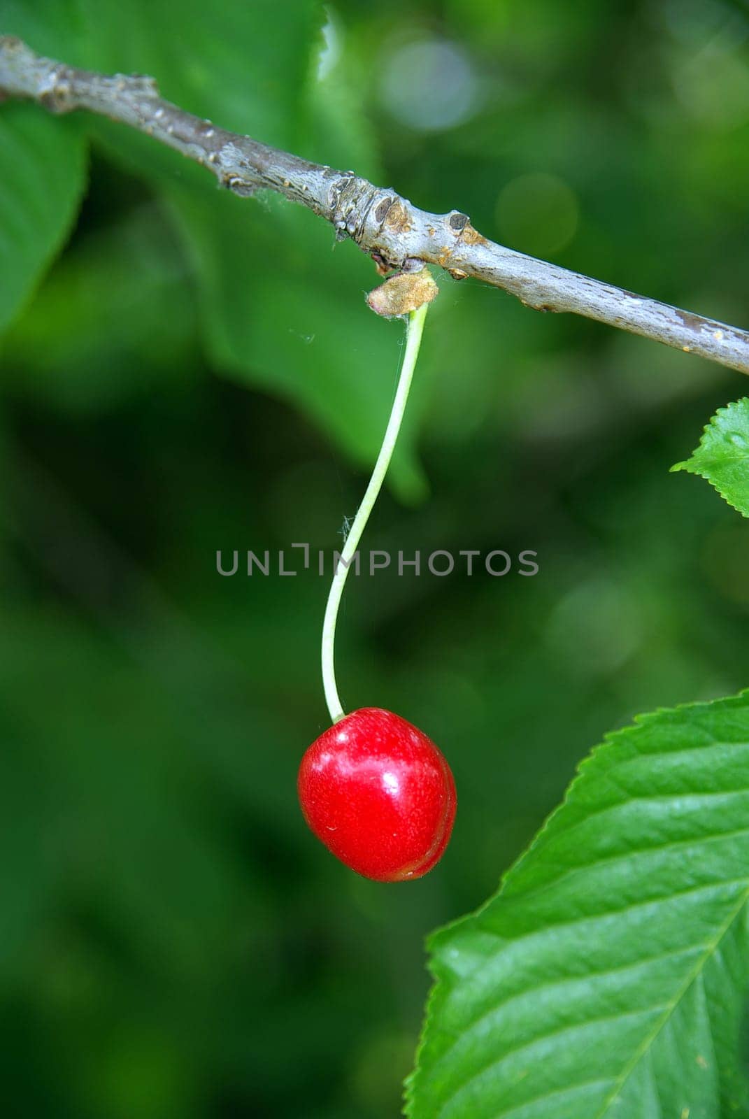 Cherries from the Old Lands