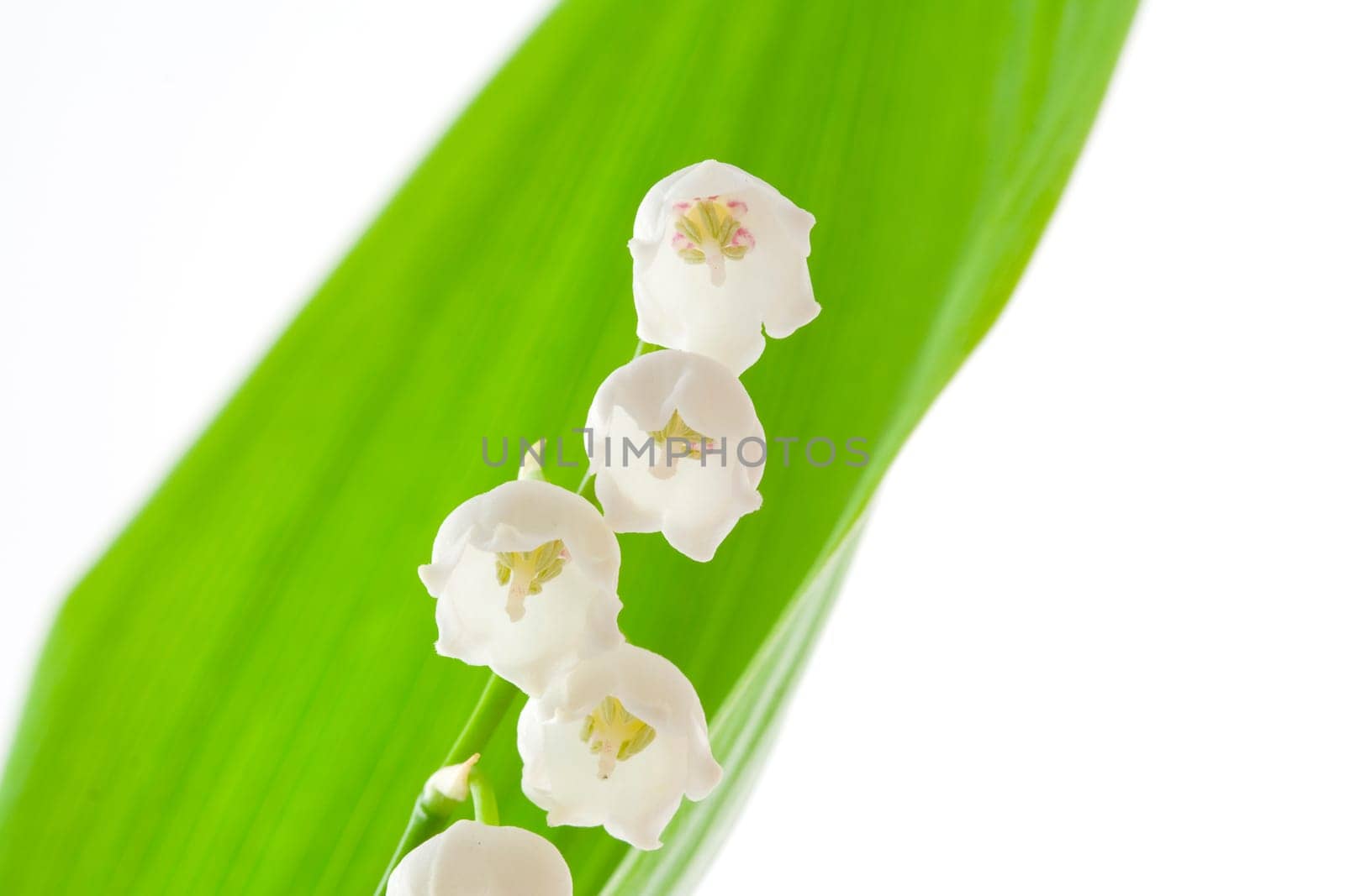 Lilly of the valley