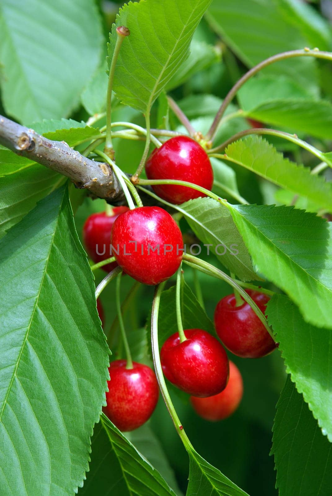 Cherries from the Old Lands