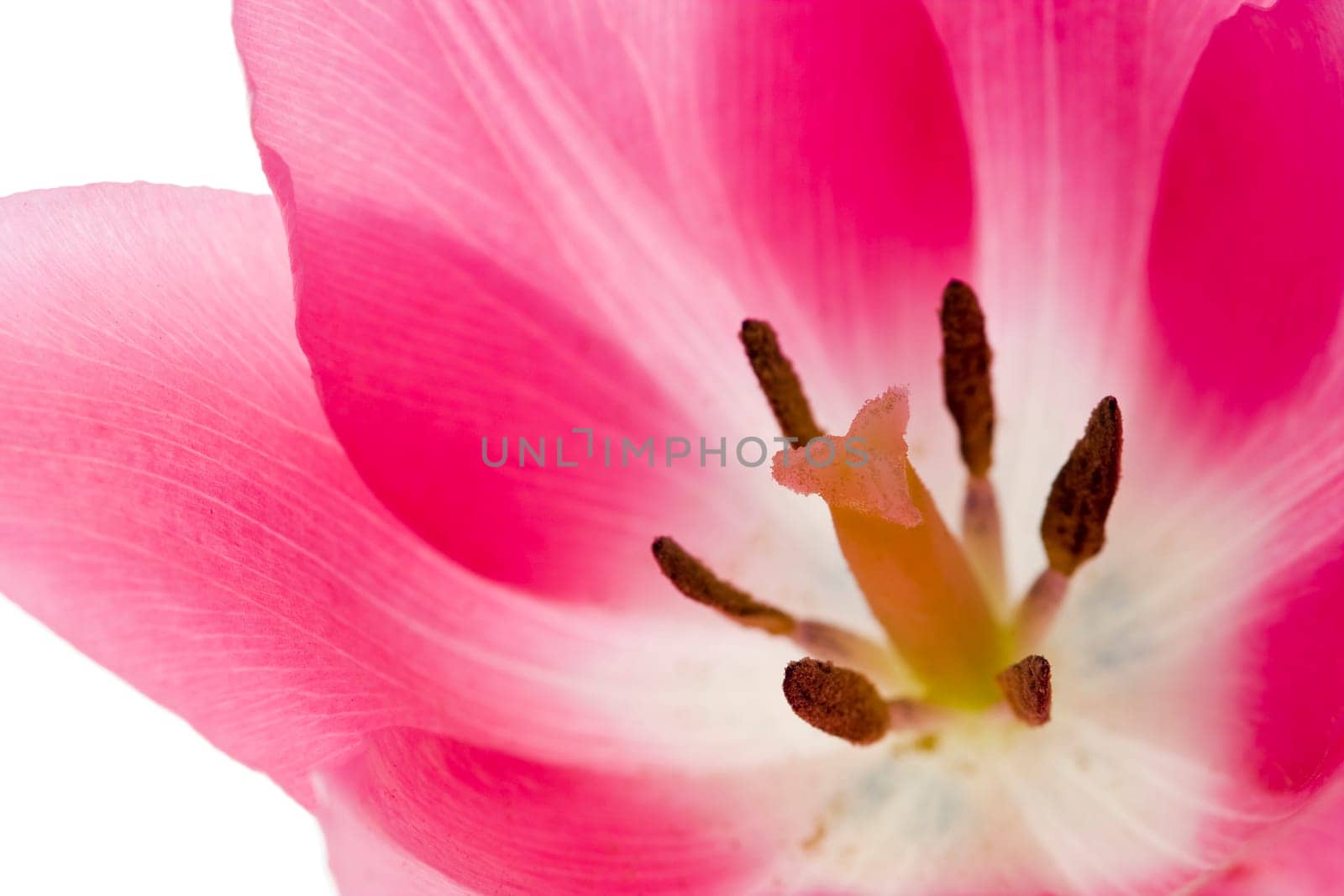 Pink tulip