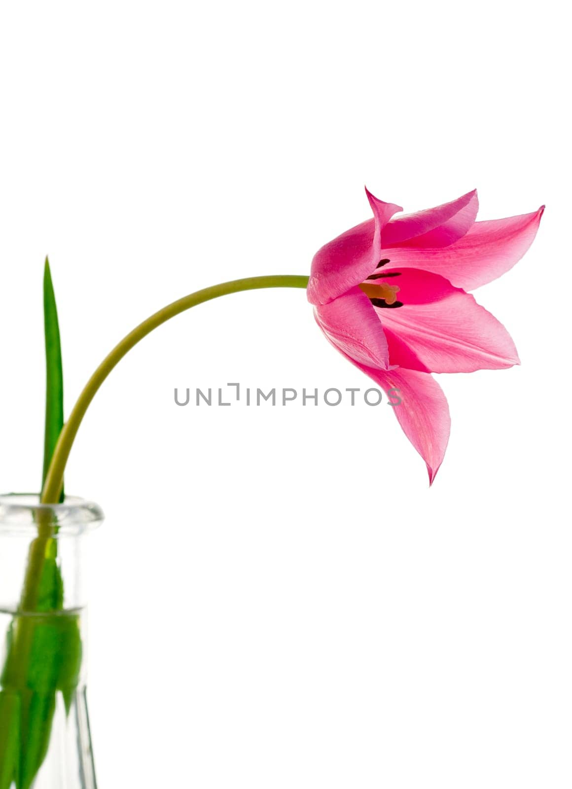 Pink tulip