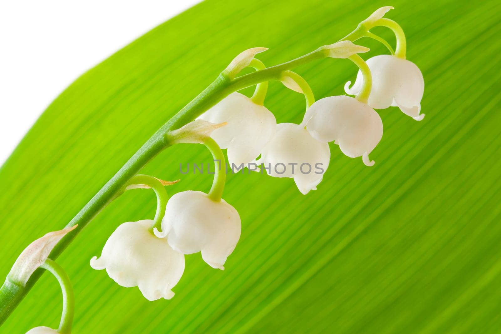 Lilly of the valley