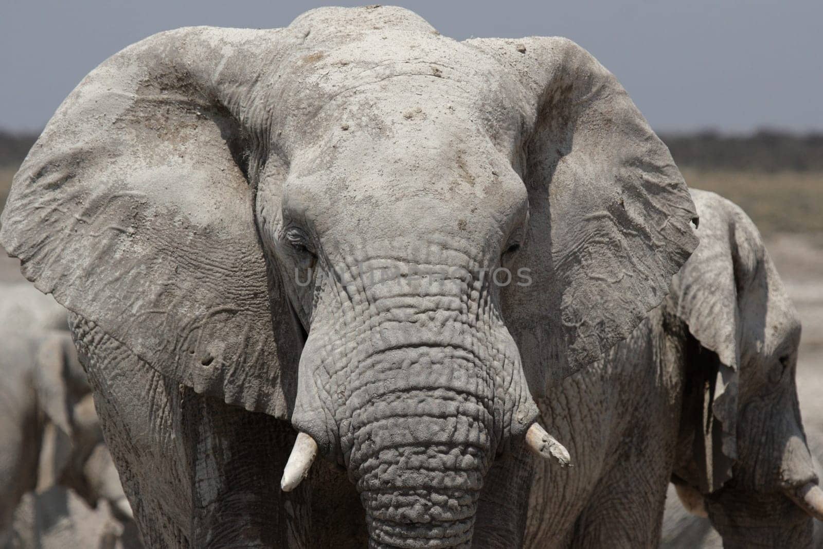 Elephant in Etosha National Park,Namibia