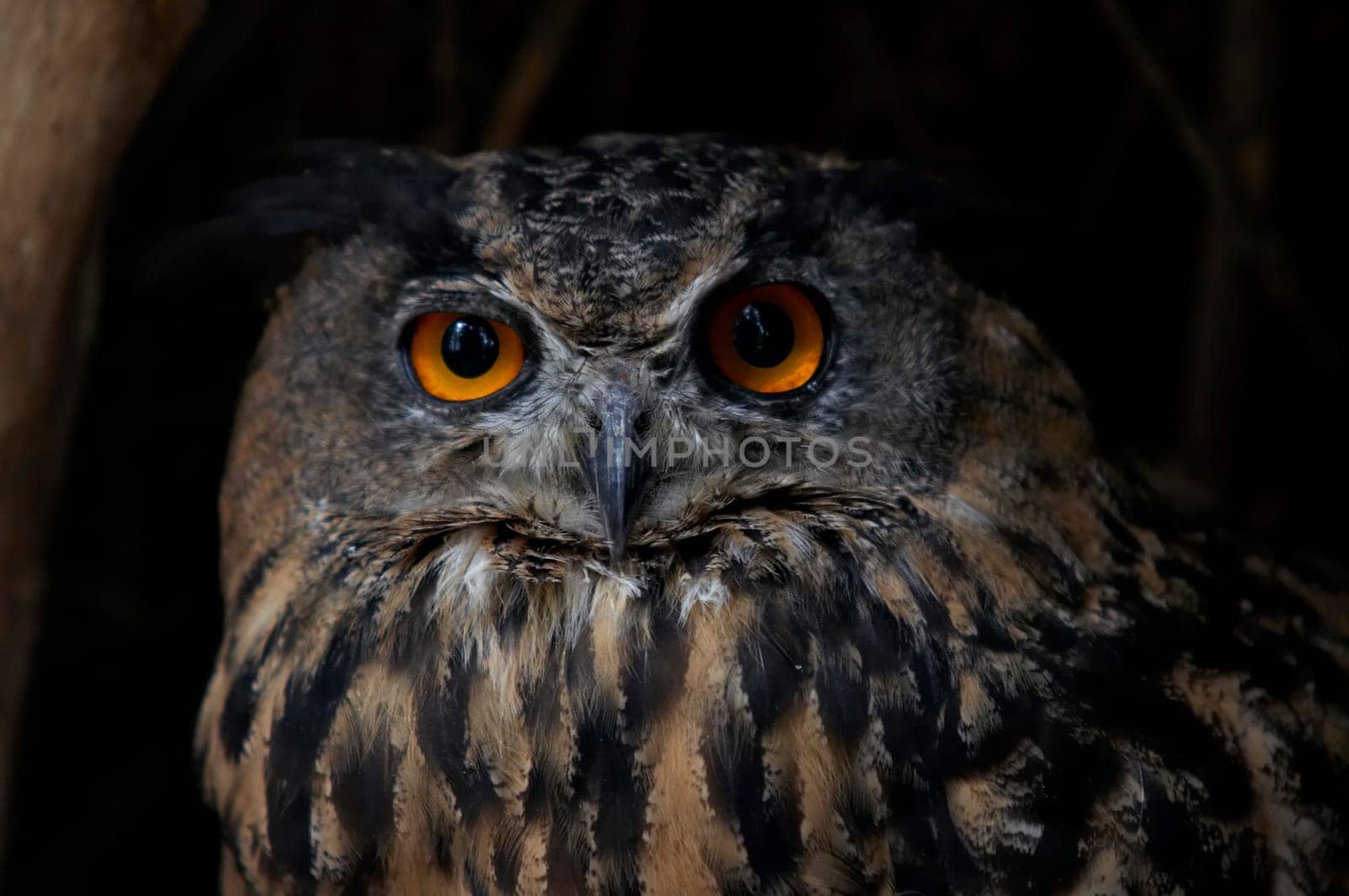eagle owl