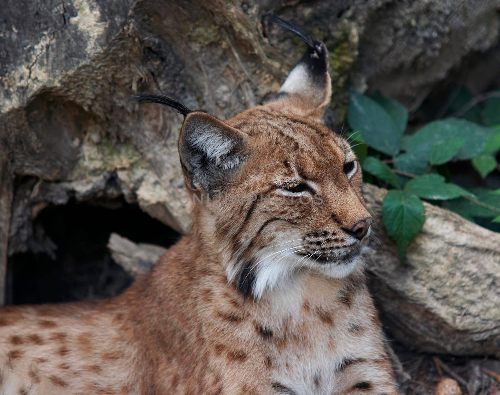 lynx