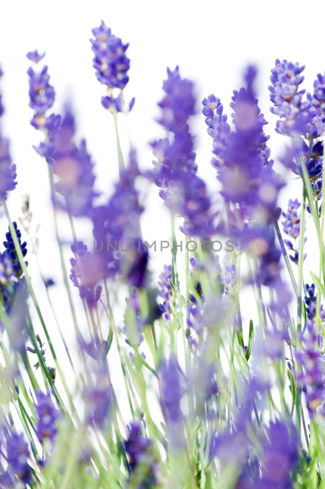 Lavender 2
