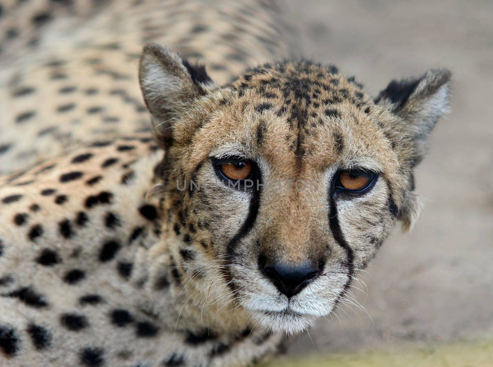 cheetah
