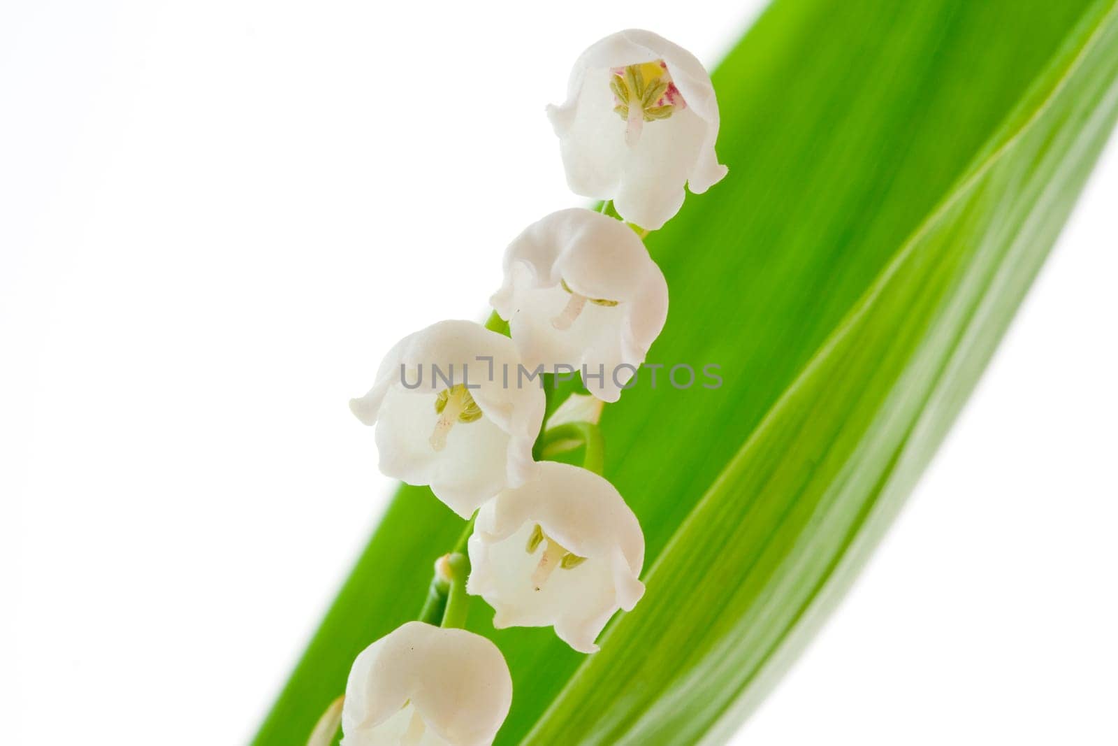 Lilly of the valley