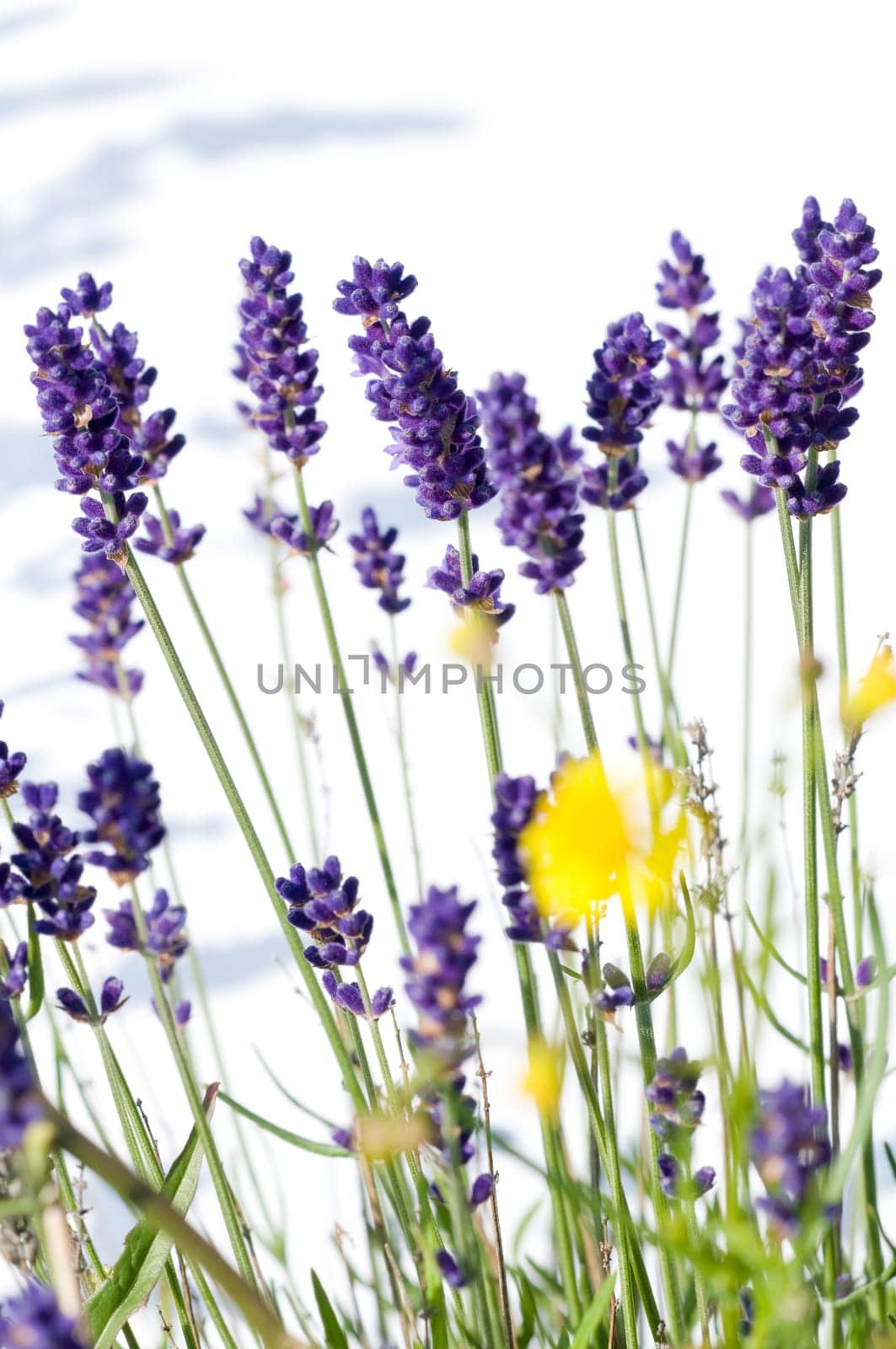 Lavender 3