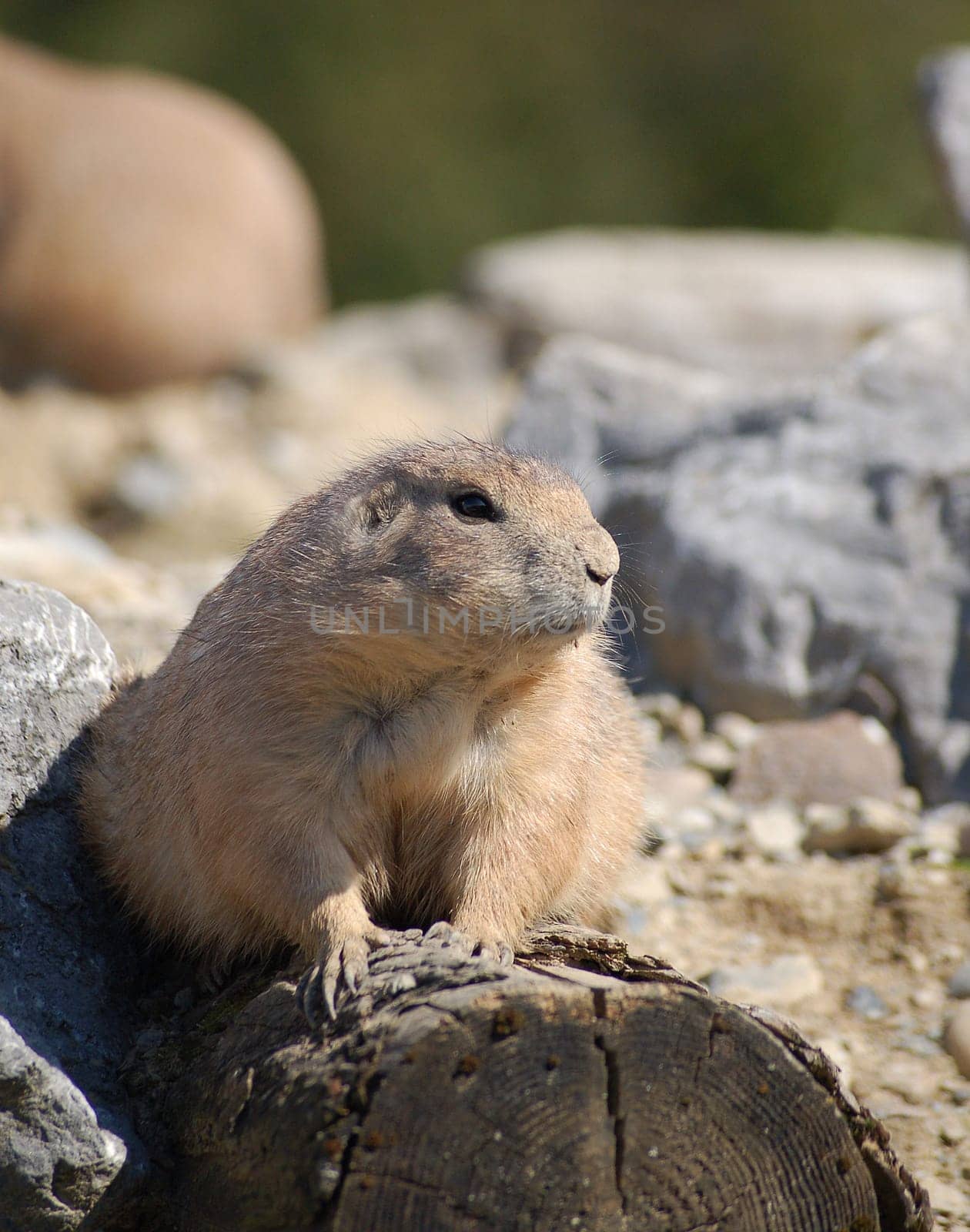 Meerkat 3