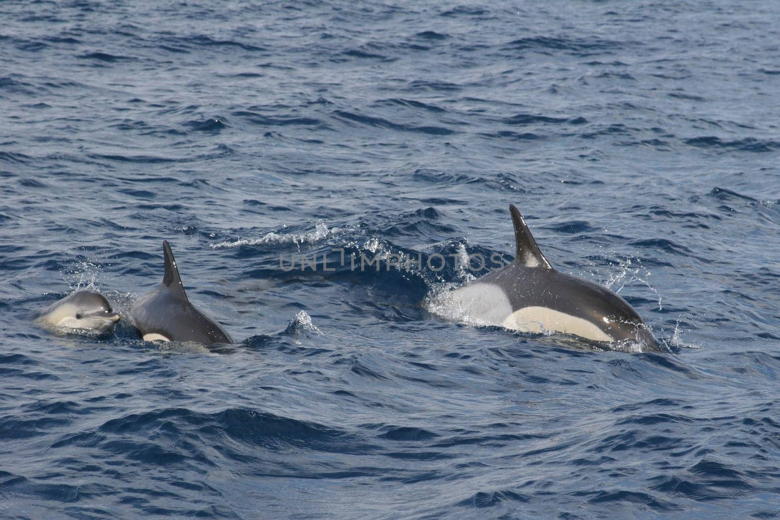 Azores - Dolphin