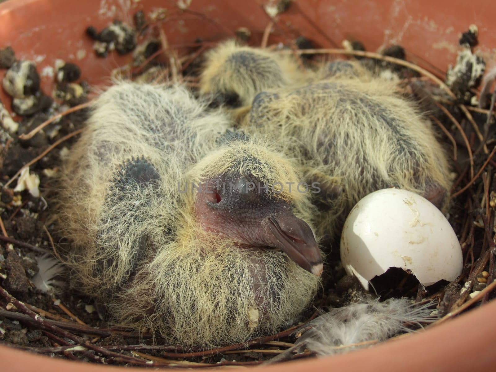 Pigeon chick - five days old