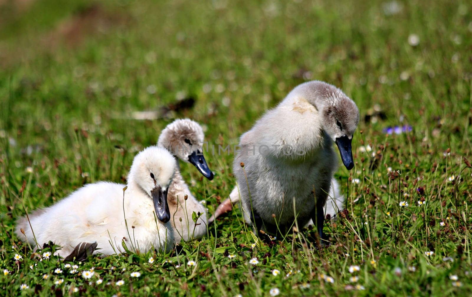 Swan Babies