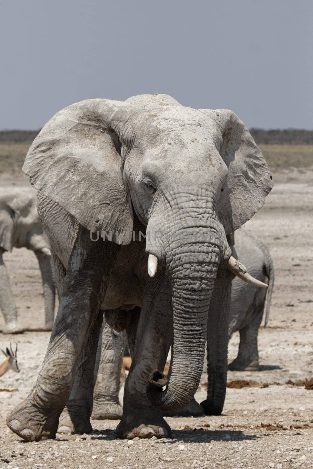 Elephant in Etosha National Park,Namibia
