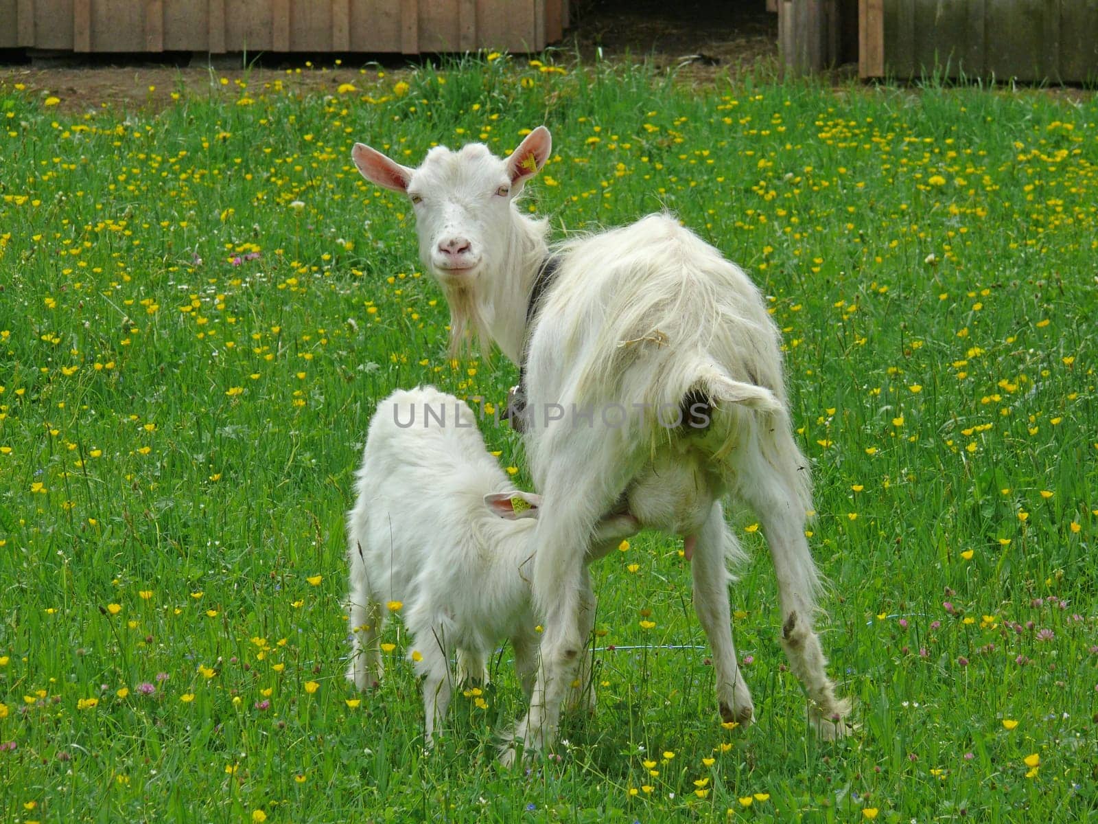 Goat with cub