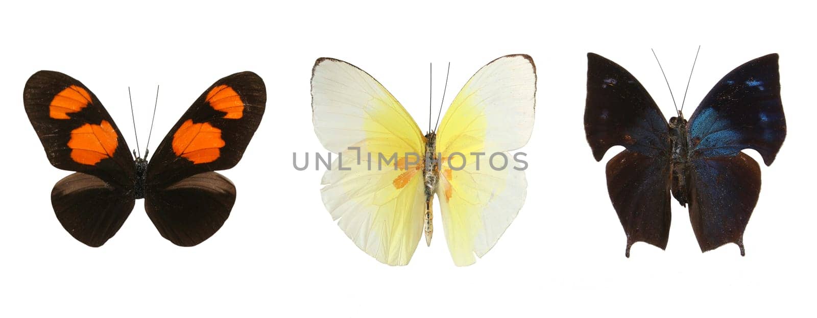 Colorful butterflies