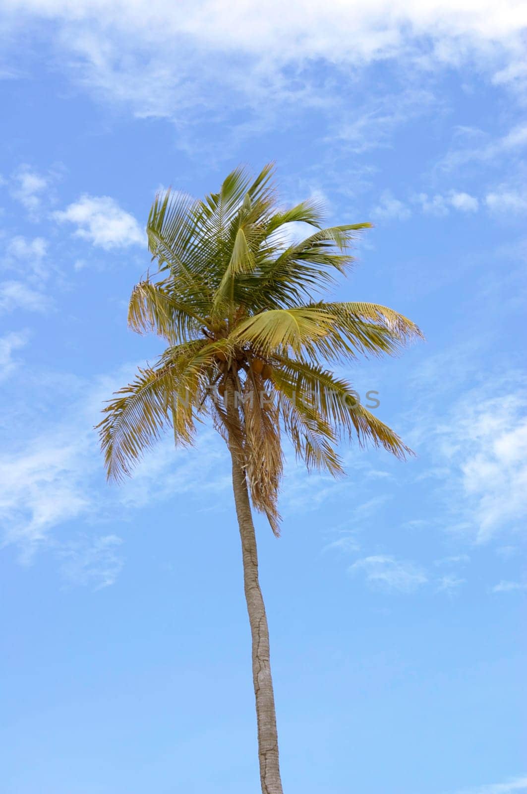 Palm Against Sky