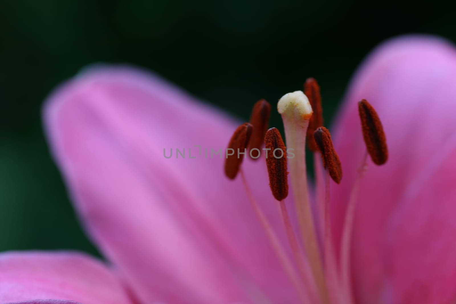 Stamens of the Lily
